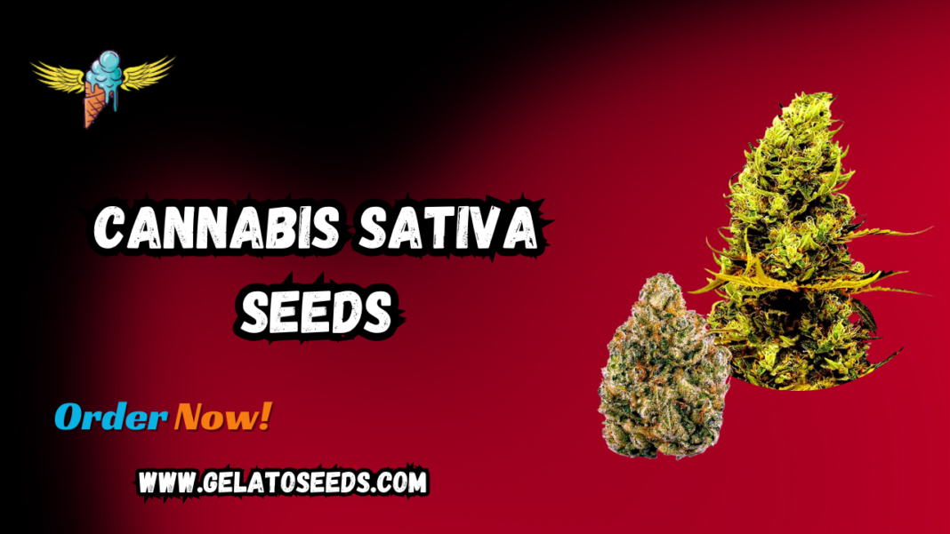 Cannabis Sativa Seeds