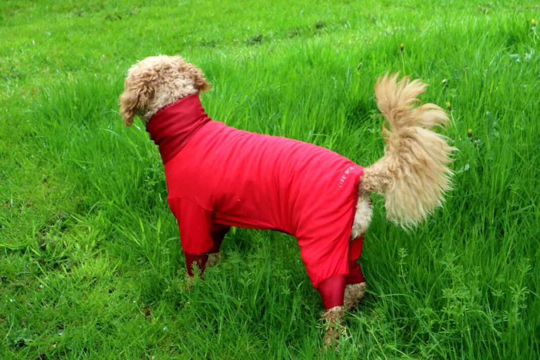 Dog Lycra Suit