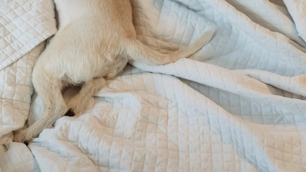 How To Remove Dog Odor From Blankets?