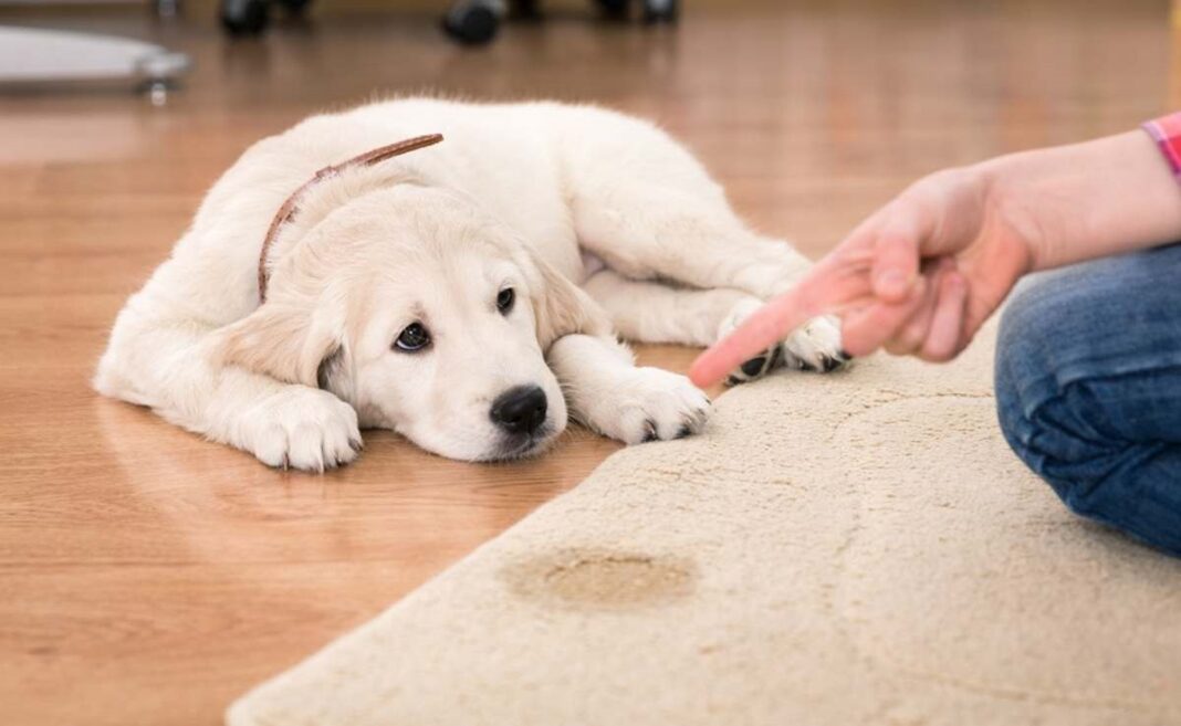 How To Remove Dog Urine Odor From Wood Floors