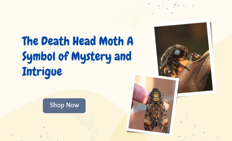 The Death Head Moth A Symbol of Mystery and Intrigue