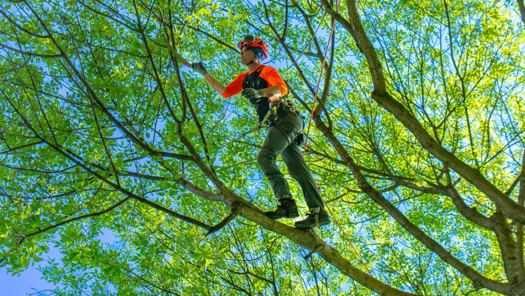 Tree Maintenance