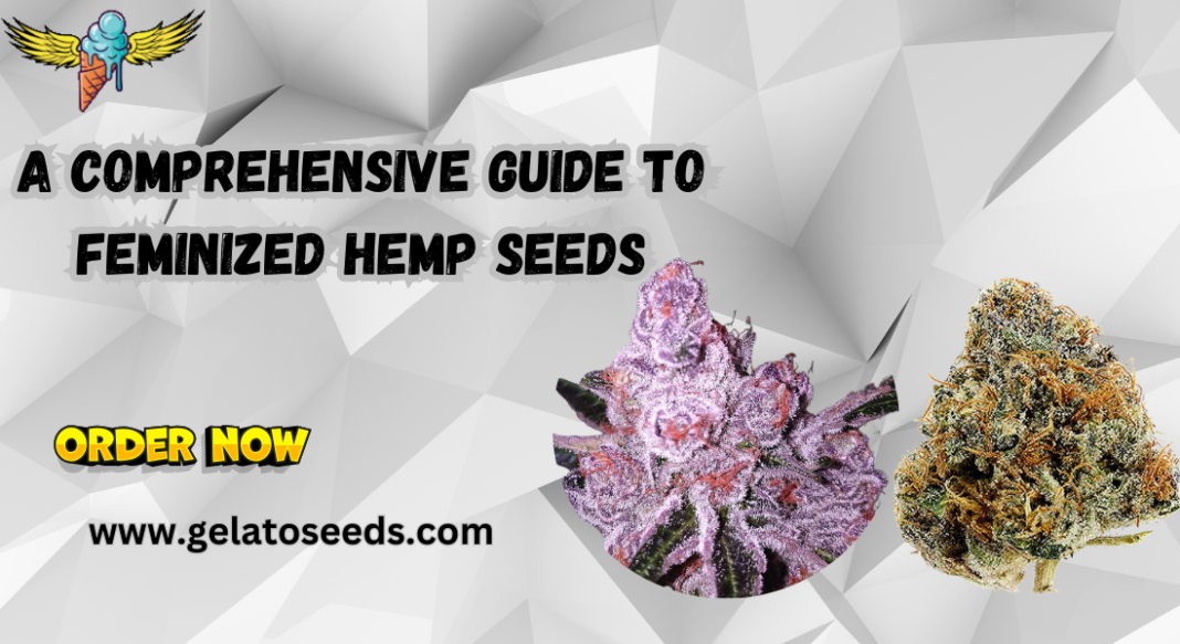 Feminized hemp seeds