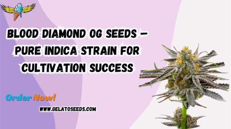 Blood Diamond OG Seeds – Pure Indica Strain for Cultivation