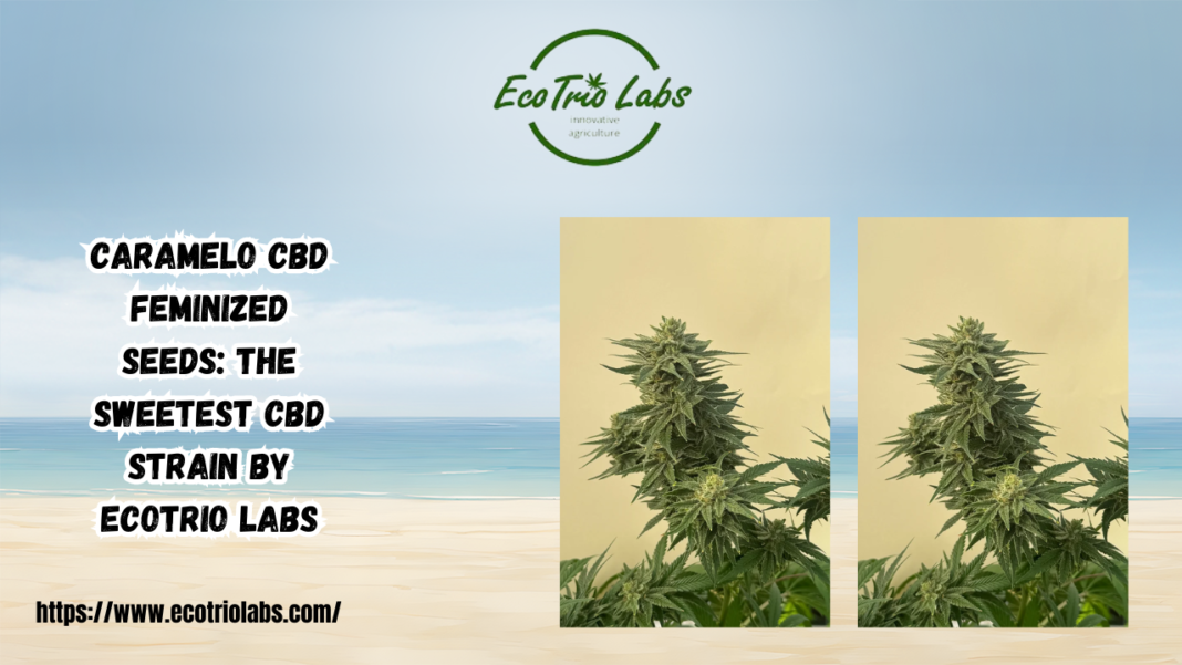 Caramelo CBD Feminized Seeds