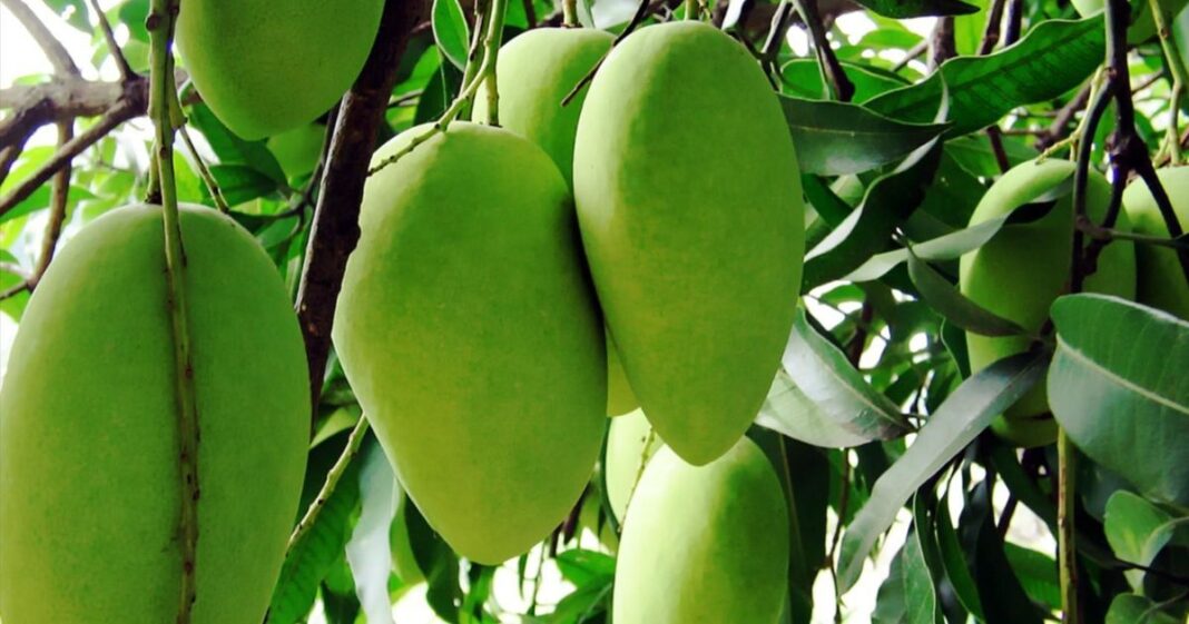 Fresh Mangoes Price in Pakistan and international markets at Chanab Farms