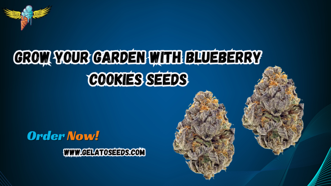 blueberry cookies seeds