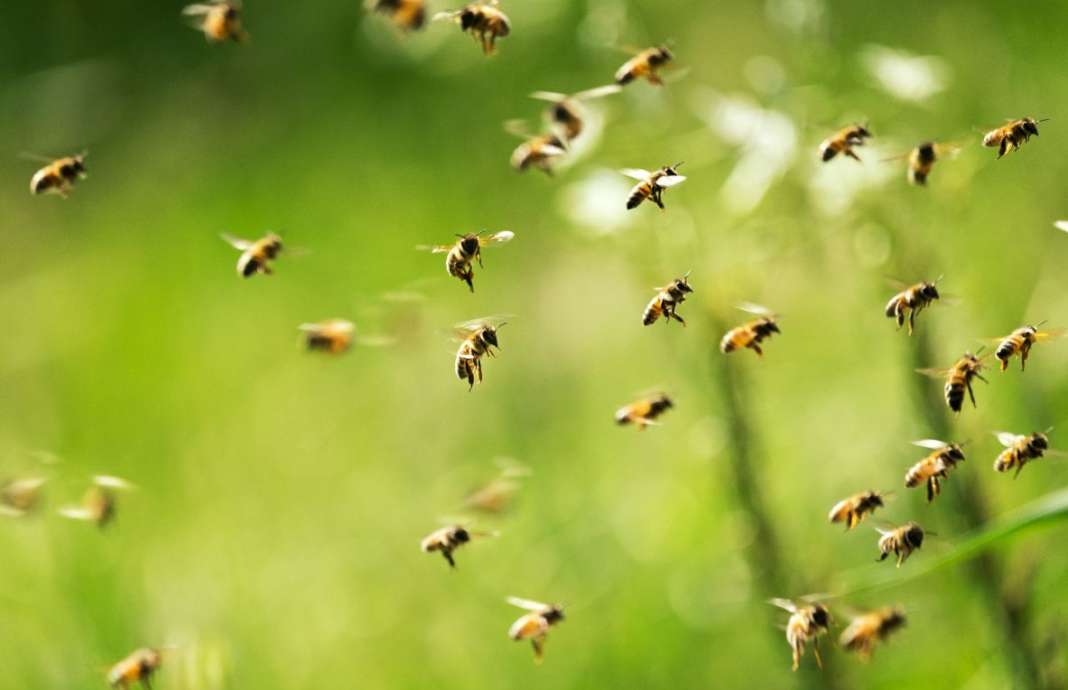 Smart Bee Monitoring Revolutionizes Bee Removal