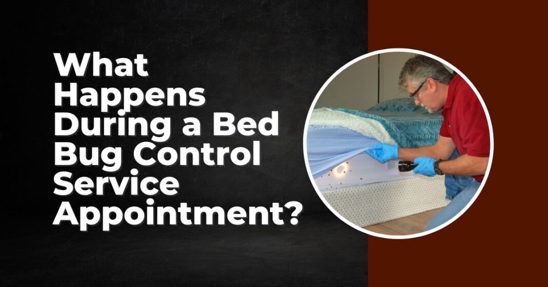 Bed Bug Control Services in Ras Al Khaimah