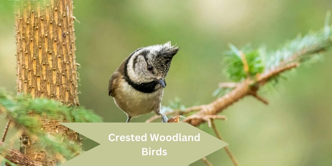 crested woodland bird